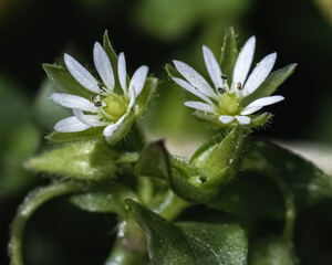 Fototapeta na wymiar Macro of a pair of early spring common chickweed (Stellaria media) flowers with five double-lobed white petals. Long Island, New York, USA