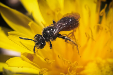 Close up of a tiny black and red parasitic Sphecodes Cuckoo Bee pollinating and feeding on a vibrant yellow dandelion flower. Long Island, New York, USA