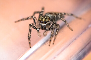 Macro of a tiny juvenile Tan Jumping Spider (Platacryptus undatus) with brown and tan markings. ...