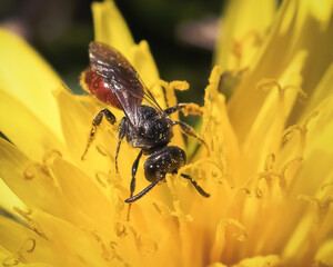 Close up of a tiny black and red parasitic Sphecodes Cuckoo Bee pollinating and feeding on a vibrant yellow dandelion flower. Long Island, New York, USA