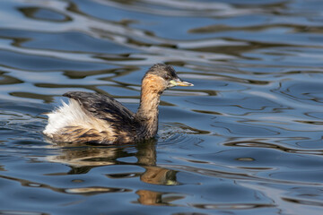 Little grebe swimming on water in South Africa