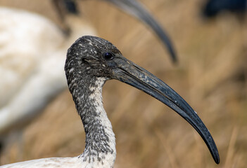 Sacred ibis portrait 