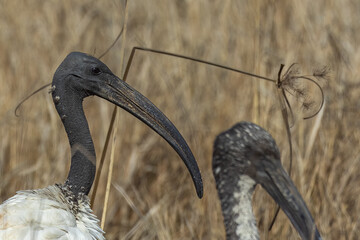 Portraite of sacred ibis in South Africa.