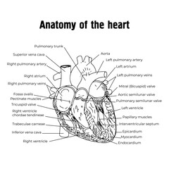 Anatomy of the heart. The structure of the heart. The cardiovascular system. Heart valves.Education, medicine.