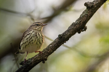 Beau Cotter Birds 2023