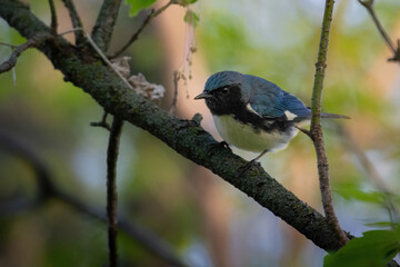 Beau Cotter Birds 2023