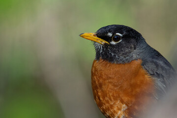Fototapeta premium Beau Cotter Birds 2023