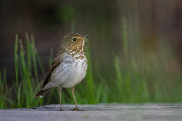 Beau Cotter Birds 2023