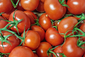 Tomates