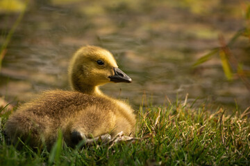 Beau Cotter Birds 2023