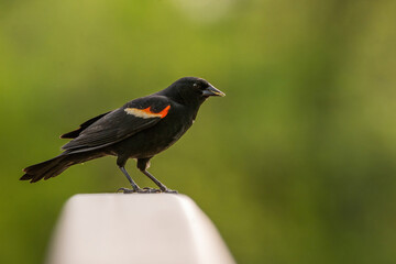 Beau Cotter Birds 2023