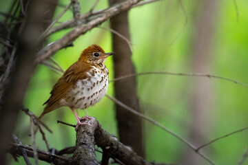 Beau Cotter Birds 2023