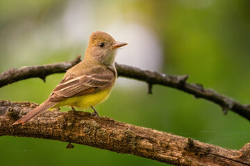 Beau Cotter Birds 2023