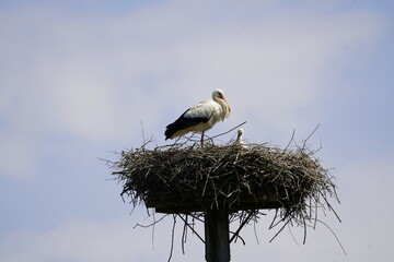 Nest with brooding White Stork (Ciconia ciconia) Hanover, Germany.
