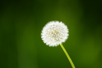 Seeds of Taraxacum officinale, the dandelion or common dandelion, is a herbaceous perennial...