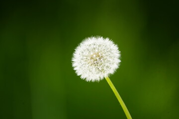 Seeds of Taraxacum officinale, the dandelion or common dandelion, is a herbaceous perennial flowering plant in the daisy family Asteraceae (syn. Compositae). Hanover, Germany.