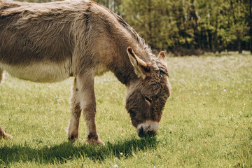 Donkeys graze in the spring meadow near the farm.