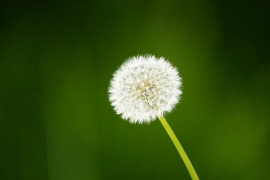 Fototapeta Seeds of Taraxacum officinale, the dandelion or common dandelion, is a herbaceous perennial flowering plant in the daisy family Asteraceae (syn. Compositae). Hanover, Germany.