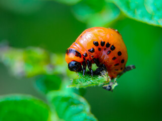 Colorado potato beetle (Leptinotarsa decemlineata), a beetle larva eating a potato leaf