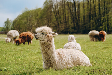 Alpacas graze in the spring meadow high in the mountains.