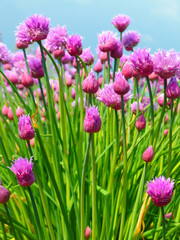 Obraz na płótnie Canvas 畑に咲いていたピンクの花