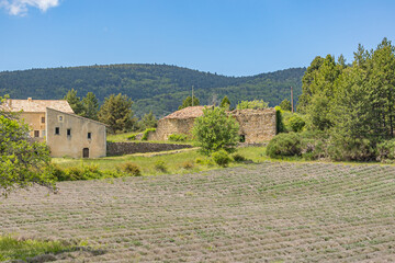 champ de lavande, entouré de montagne, Vaucluse, France