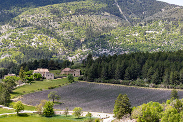 Fototapeta na wymiar champ de lavande, entouré de montagne, Vaucluse, France