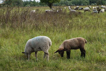Schaf - Lamm - Wolle 
