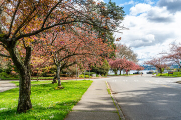 Fototapeta na wymiar Seattle Park Cherry Flowers