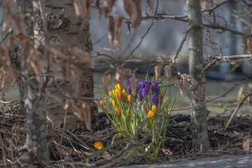 Yellow and purple crocuses blooming by a tree in early spring.