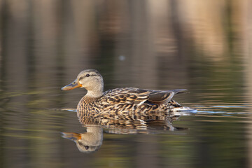 Female duck is swimming in the lake lonely between reeds in spring.