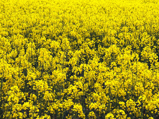 Obraz premium Yellow flowers on a crop of oilseed rape growing in a farm field. No people. Backgrounds.