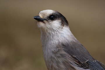 Canada jay is standing in the grass in spring with full pouch.