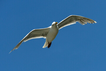 Large seagull in flight isolated against a deep blue sky with space for copy