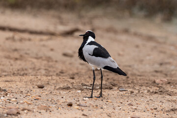 Vanneau armé,.Vanellus armatus, Blacksmith Lapwing