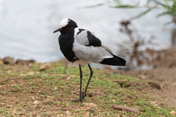 Vanneau armé,.Vanellus armatus, Blacksmith Lapwing