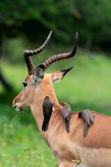 Piqueboeuf à bec rouge, Red billed Oxpecker, Buphagus erythrorhynchus, Impala,  Aepyceros melampus