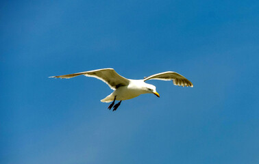 Large seagull in flight isolated against a deep blue sky with space for copy