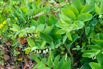 Sceau de Salomon; Polygonatum odoratum