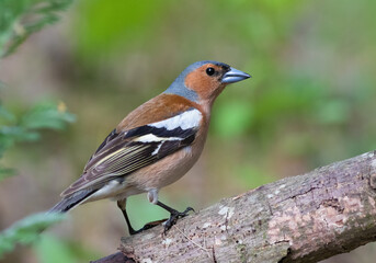 Common chaffinch, Fringilla coelebs. A male bird sitting on a tree branch