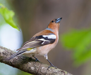 Common chaffinch, Fringilla coelebs. In the forest, a bird sits on a branch