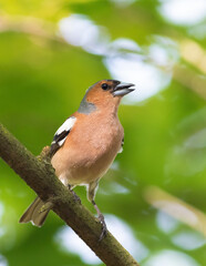 Common chaffinch, Fringilla coelebs. A male bird sings while sitting on a tree branch in the woods