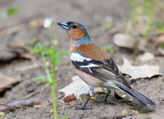 Common chaffinch, Fringilla coelebs. A bird sits on the ground in the forest