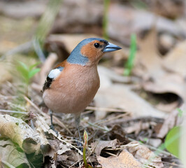 Common chaffinch, Fringilla coelebs. A bird sits on the grass and last year's leaves