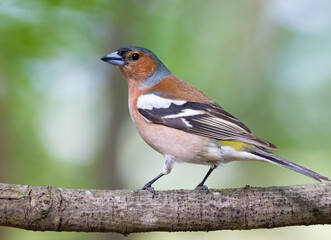 Obraz premium Common chaffinch, Fringilla coelebs. In the forest, a bird sits on a branch