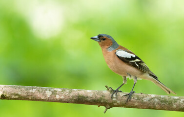 Common chaffinch, Fringilla coelebs. A bird in the forest sits on a branch on a beautiful background