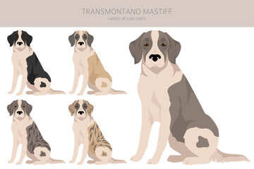 Transmontano Mastiff clipart. All coat colors set.  All dog breeds characteristics infographic