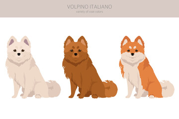 Volpino Italiano clipart. Different poses, coat colors set