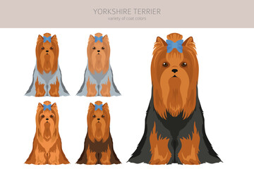 Yorkshire Terrier clipart. Different poses, coat colors set