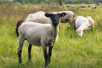 Fototapeta premium Schaf - Lamm - Wolle 